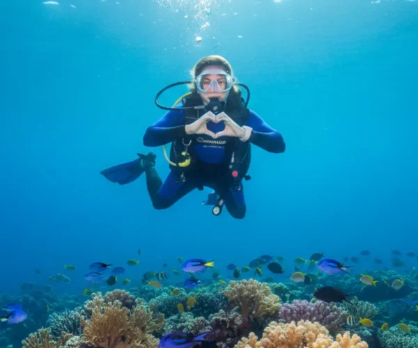 Scuba Diving at Catalina Island